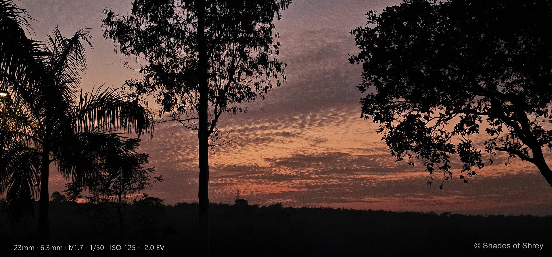 Tropical sunset through palm fronds and silhouetted trees