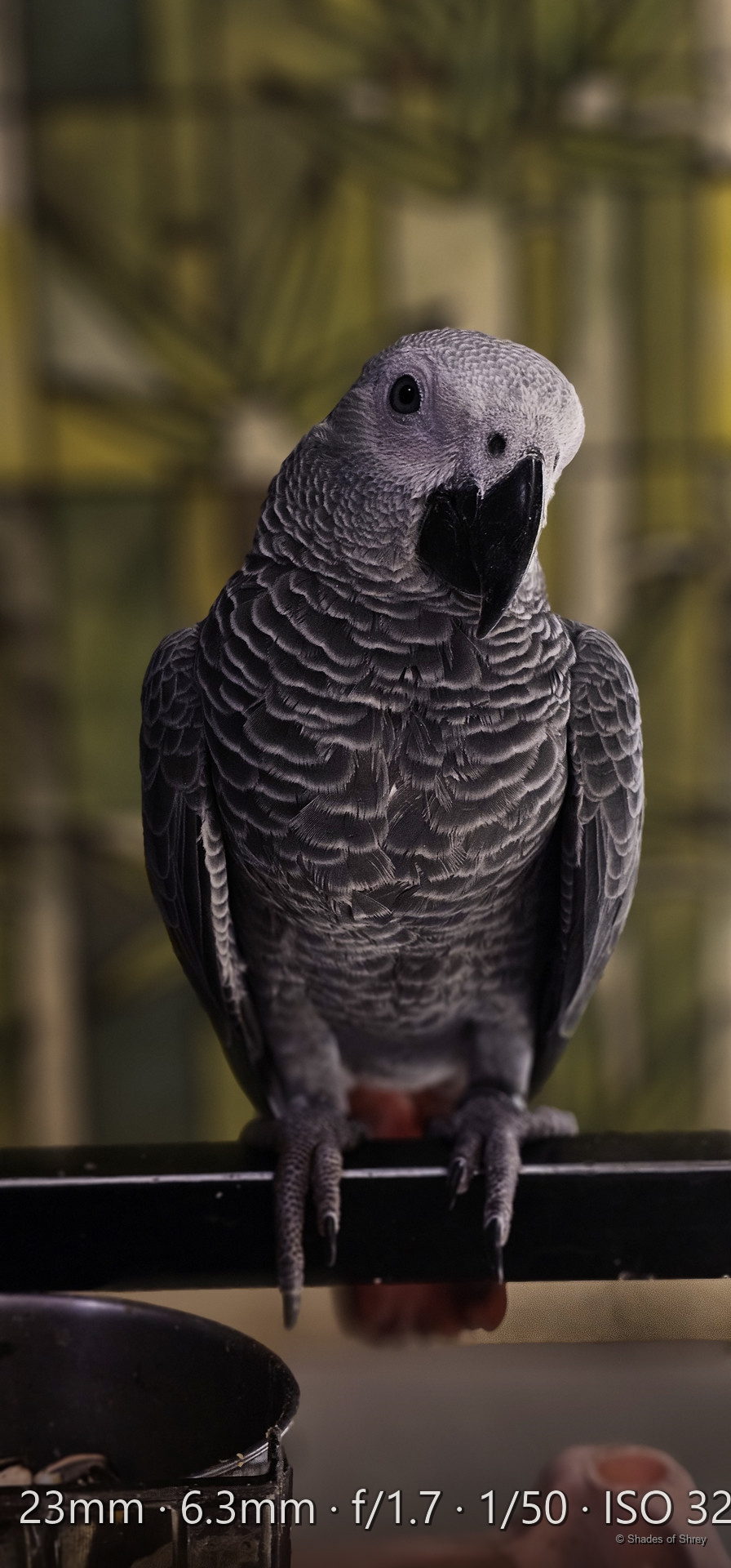 African Grey parrot perched on a bar, gazing directly at the camera