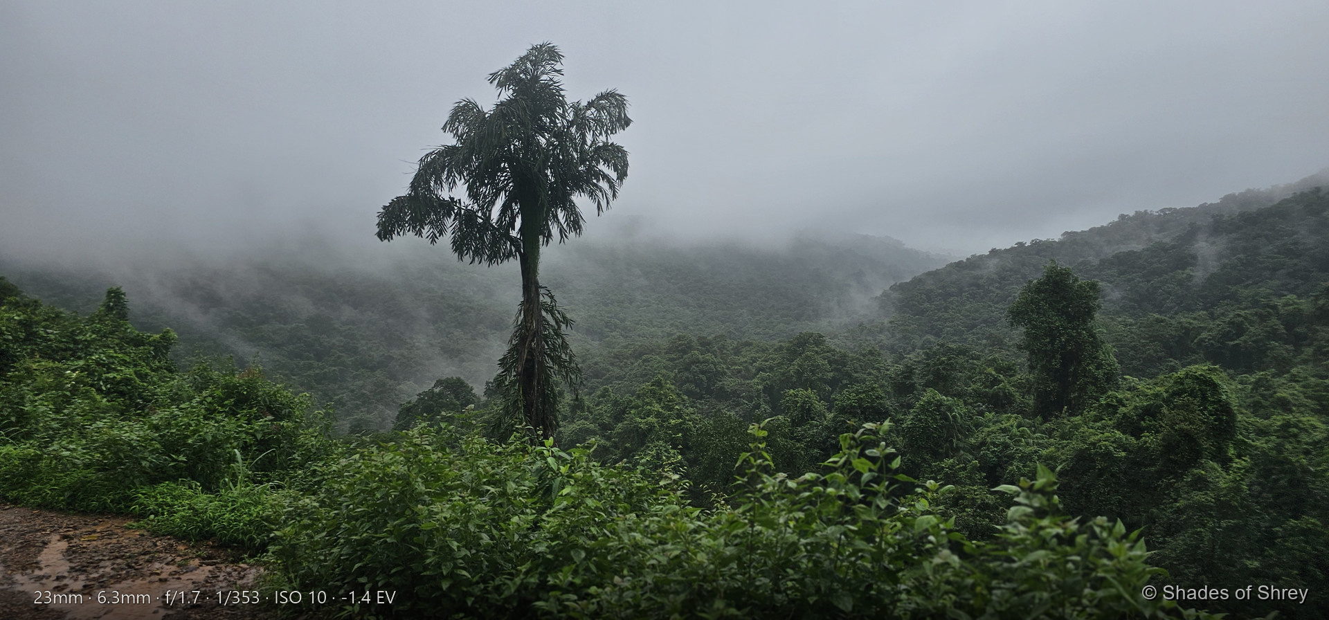 Lone tall palm tree rising from lush monsoon vegetation against misty green mountains, Western Ghats