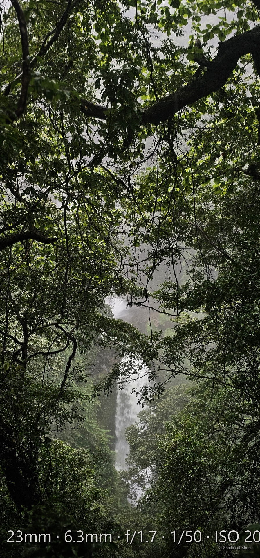 Looking up through jungle canopy at misty white sky, dappled green light