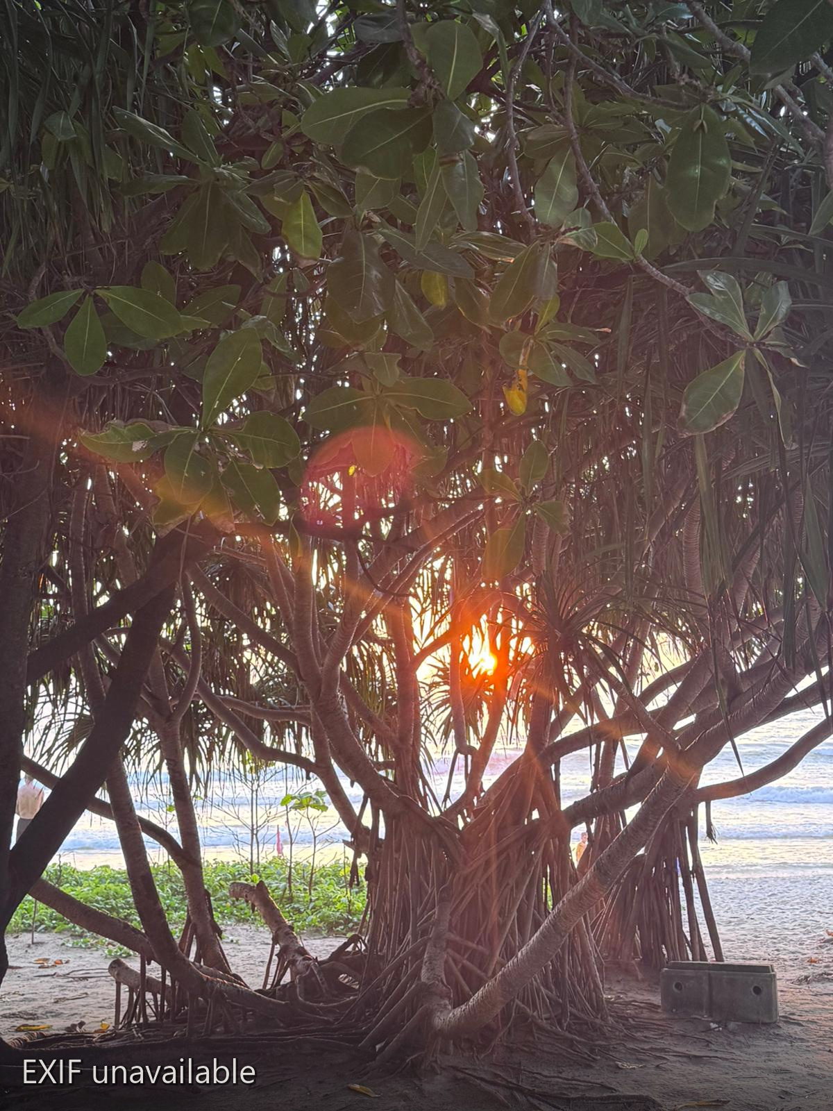 Golden sunset filtering through the tangled roots of a banyan tree on a beach