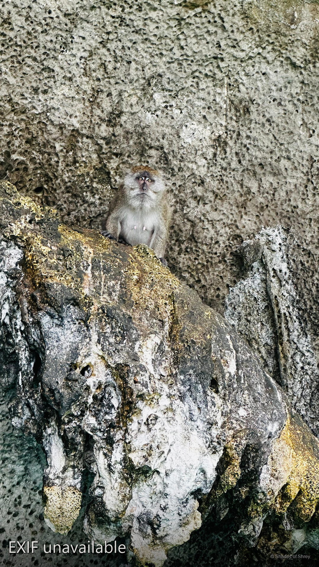 Macaque monkey perched on a limestone cliff face, gazing at the camera